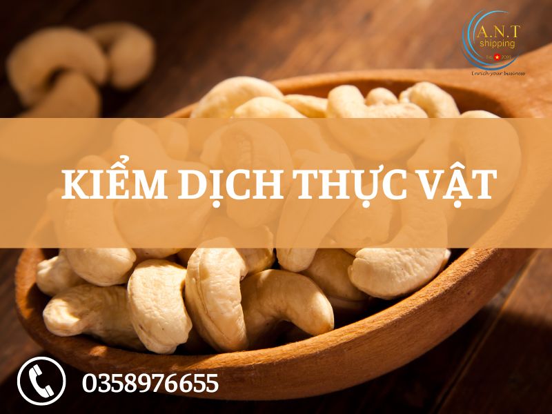 Thủ tục xuất khẩu hạt điều