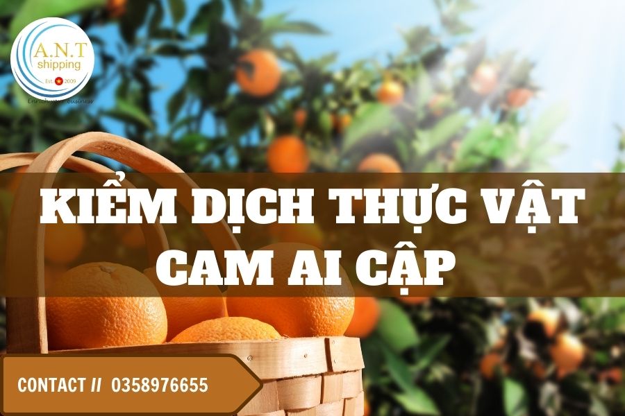 Thủ tục nhập khẩu cam Ai Cập